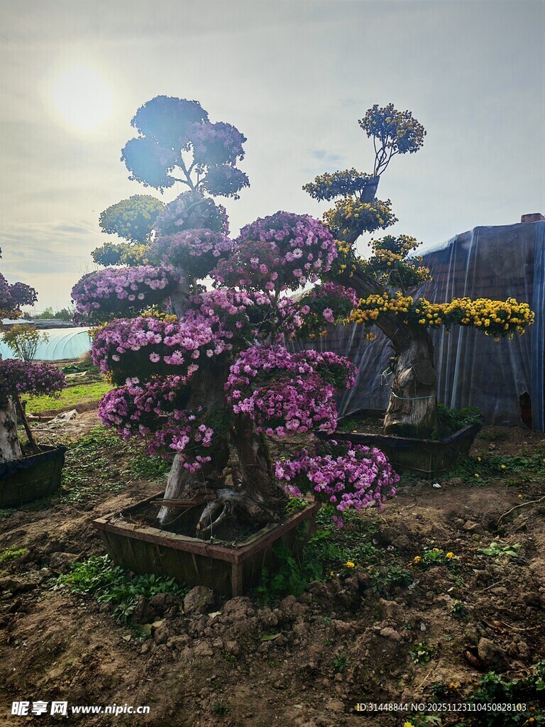 盛开的紫色盆景花卉