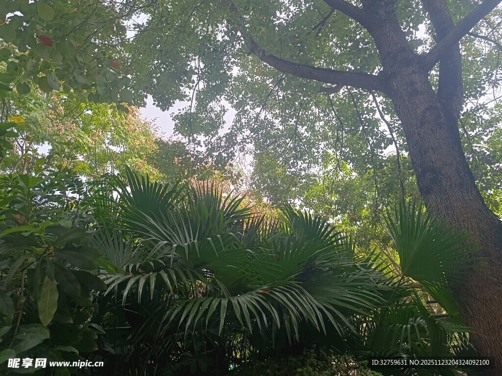 林间晨光中的繁茂绿植