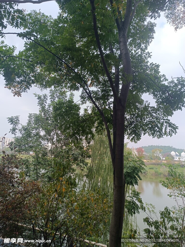 户外树木与自然景致