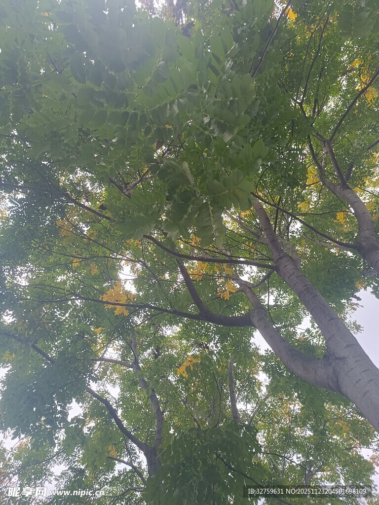 仰视繁茂绿树树冠