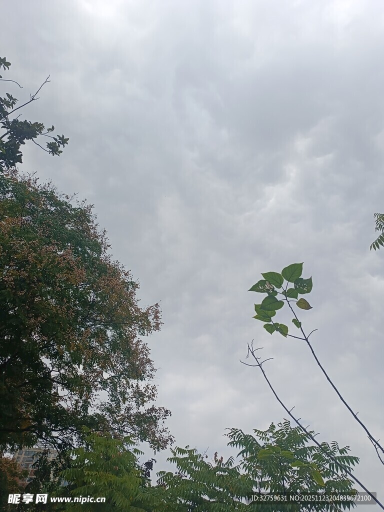 阴天树林中的绿植景象