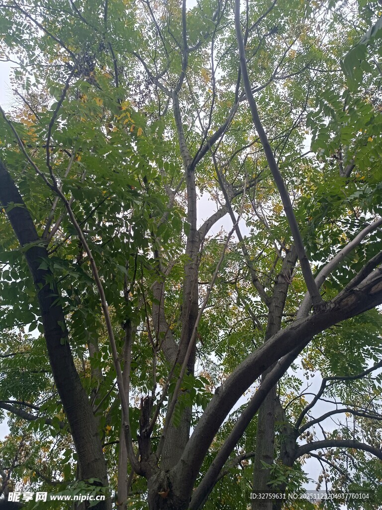 繁茂大树展现自然生机