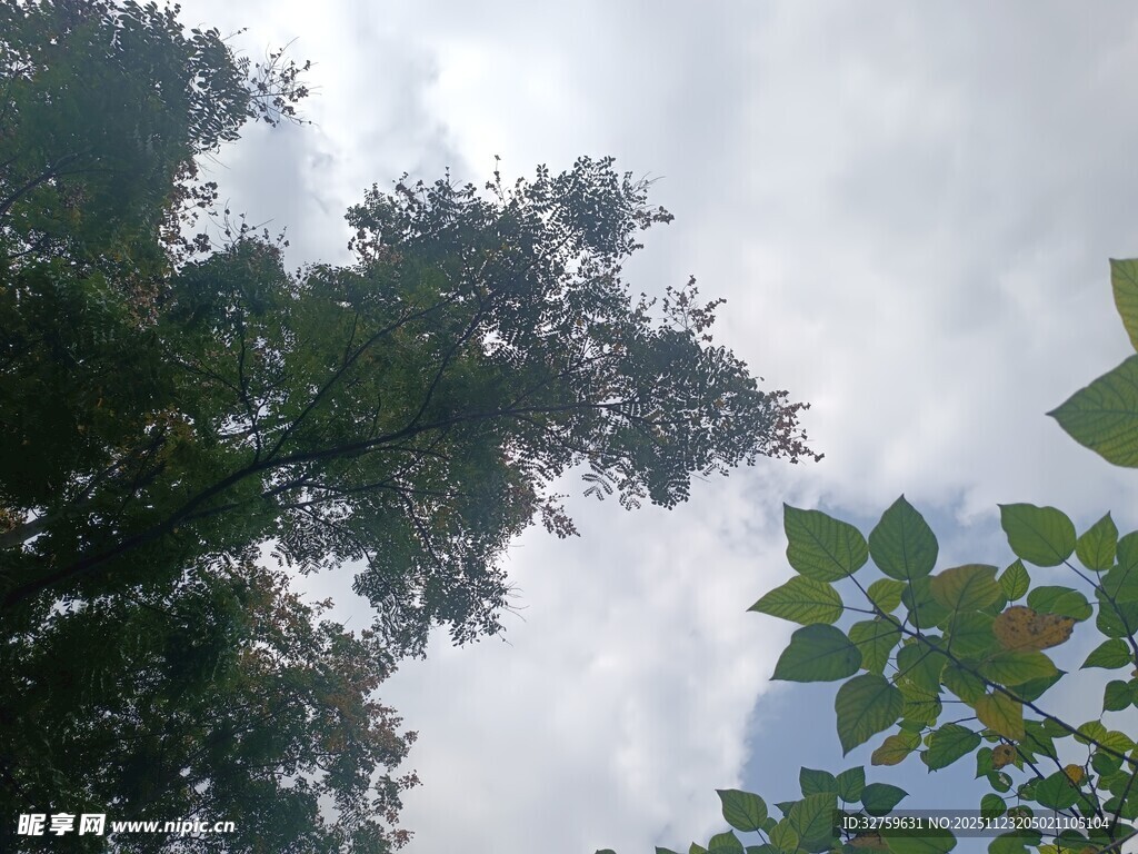 仰视茂密树林与天空