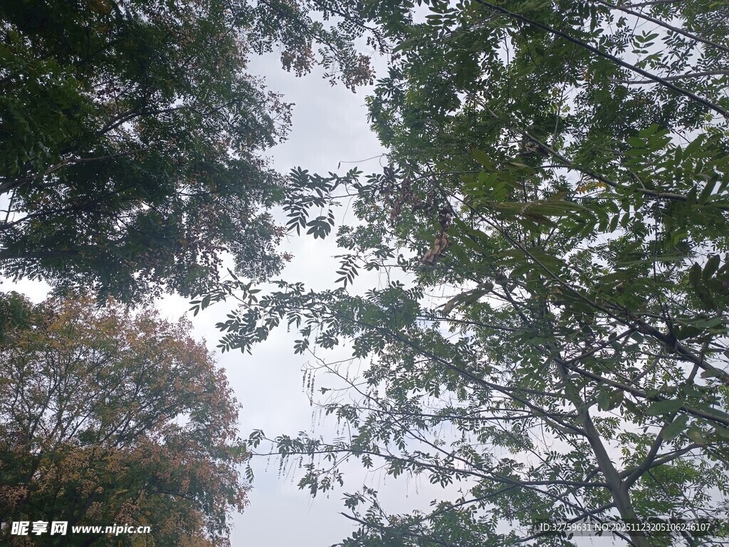 仰视视角下的繁茂绿树