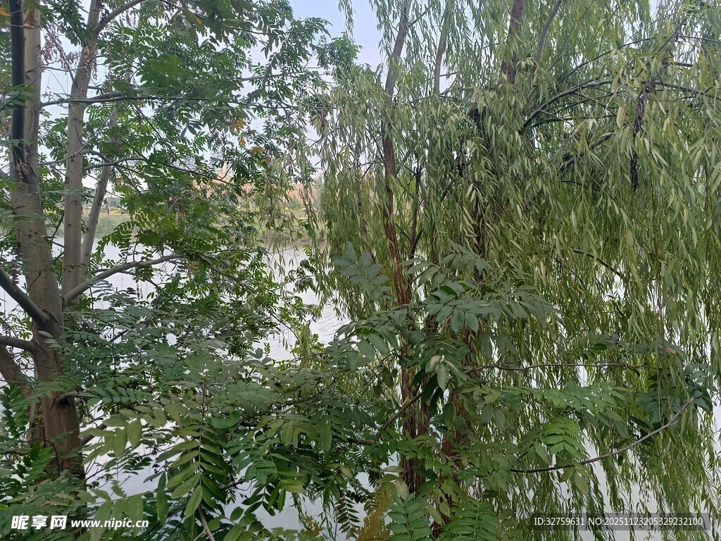 茂密树林中的葱郁树木