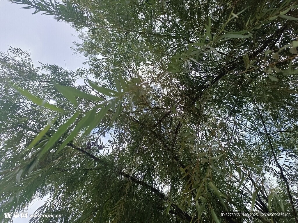 仰视茂密竹林景象