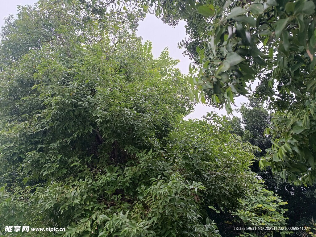 茂密葱郁的绿色树林