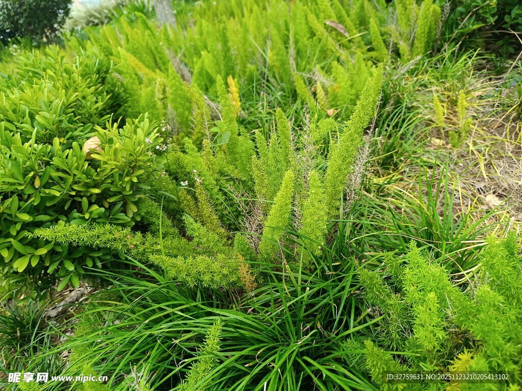 翠绿繁茂的多样绿植景观
