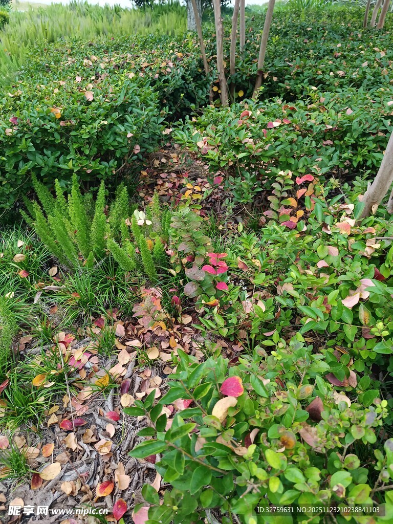 花园中多彩繁茂的植物景观