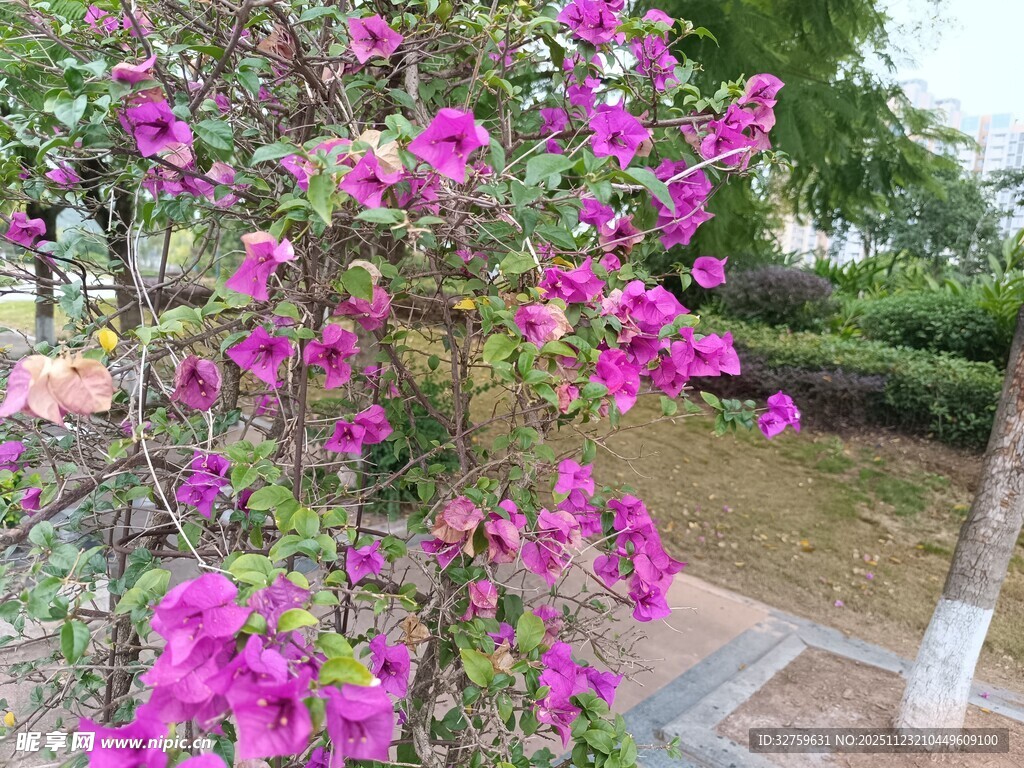 绽放的艳丽三角梅