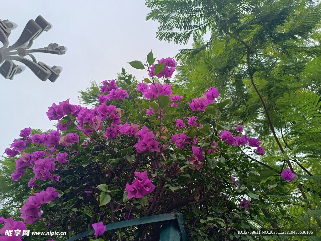 绽放的紫色三角梅景观