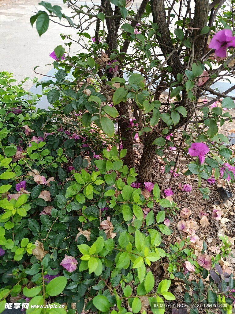 繁茂绿植中的缤纷花卉