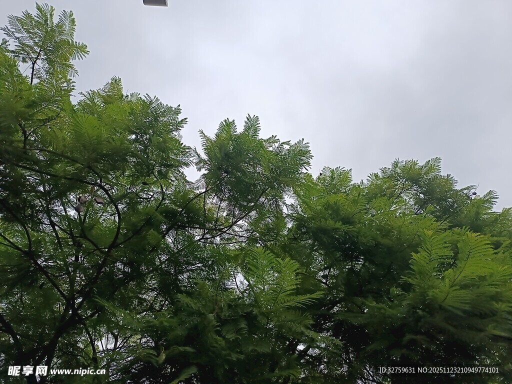 绿树之上飞鸟翱翔