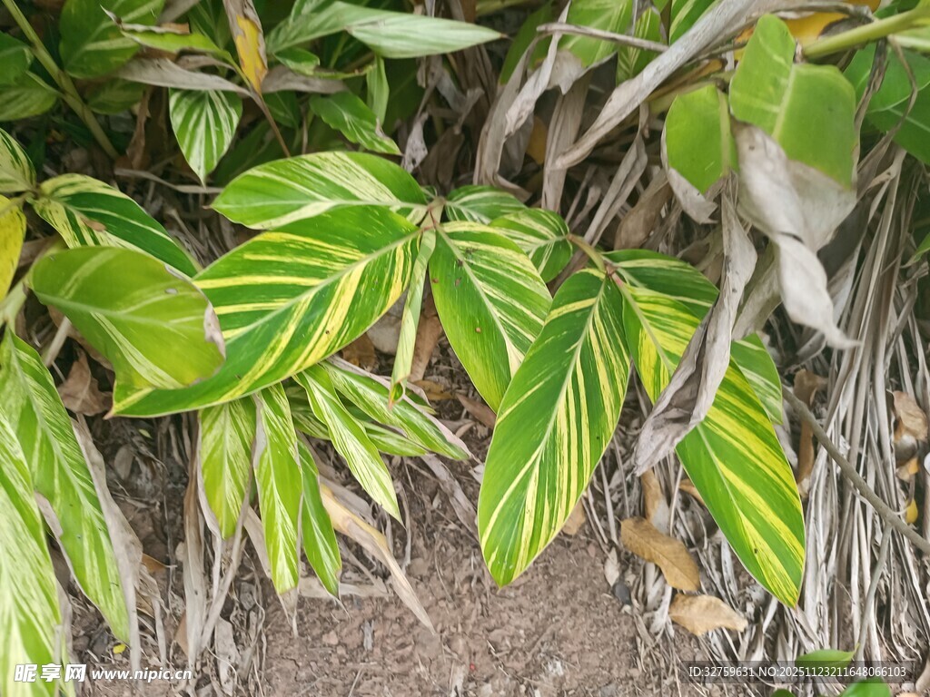 黄绿相间叶片的独特植物