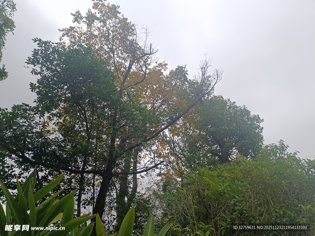 户外茂密树林景观