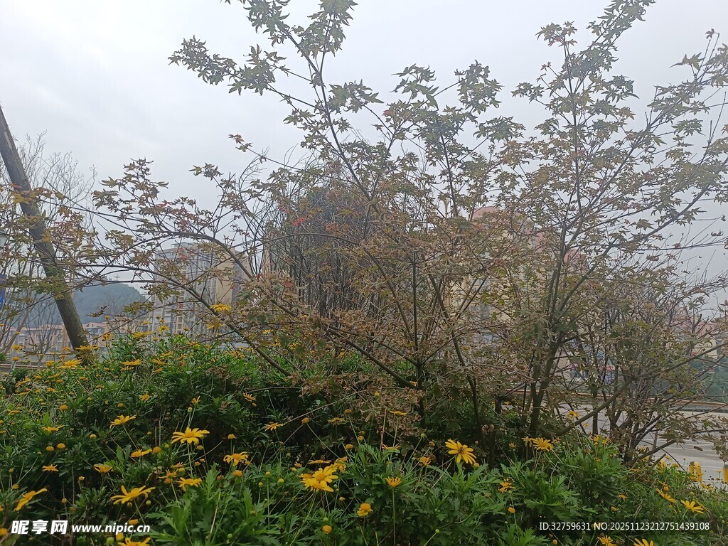 户外绿植花丛景观