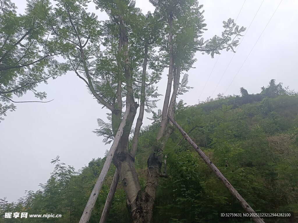 山间树木用支架支撑场景
