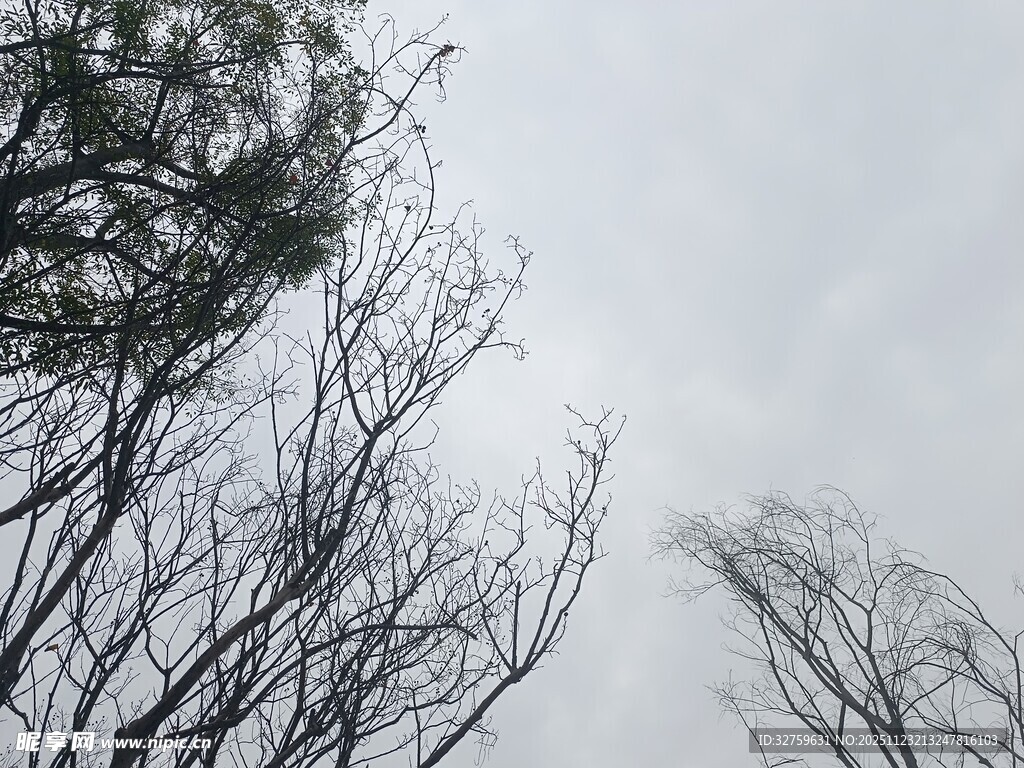 枯树枝干映衬灰白天空