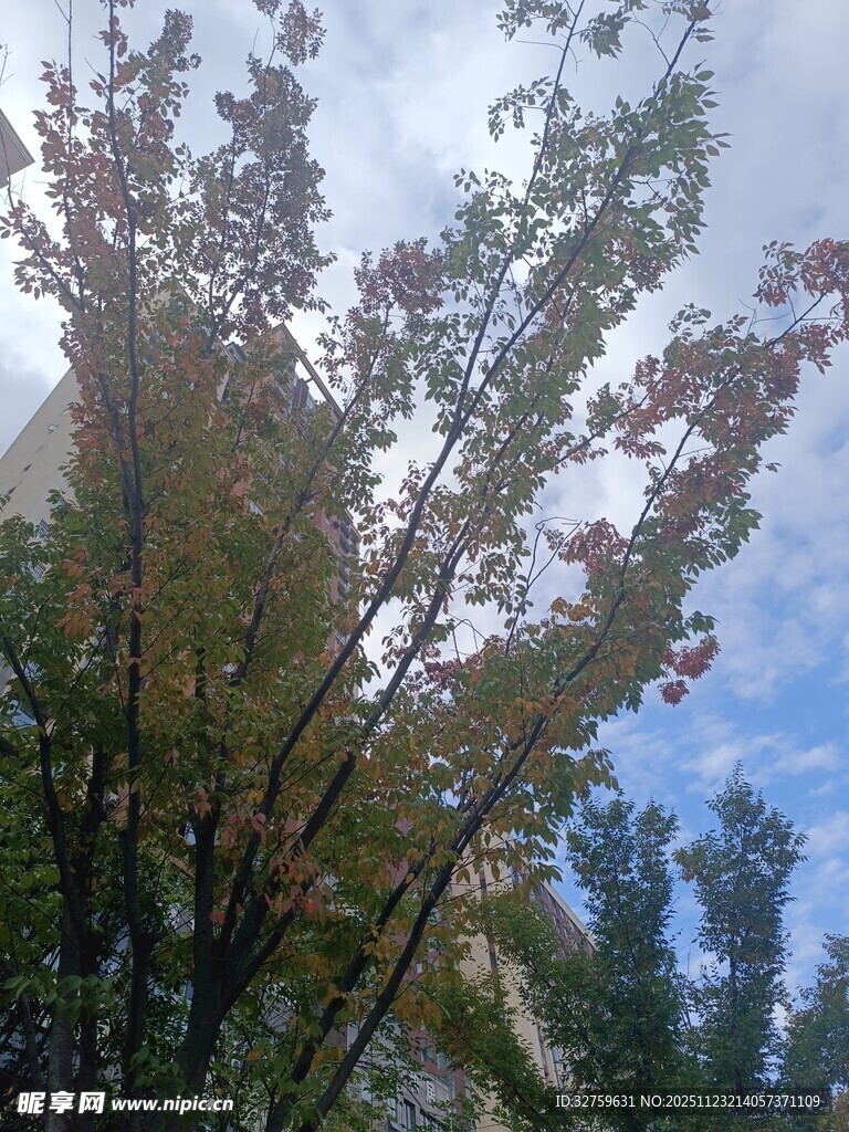 秋日树梢与蓝天白云