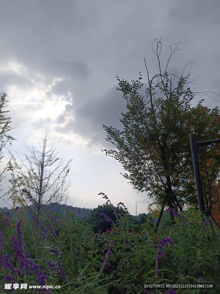 阴天下的花草树木景观