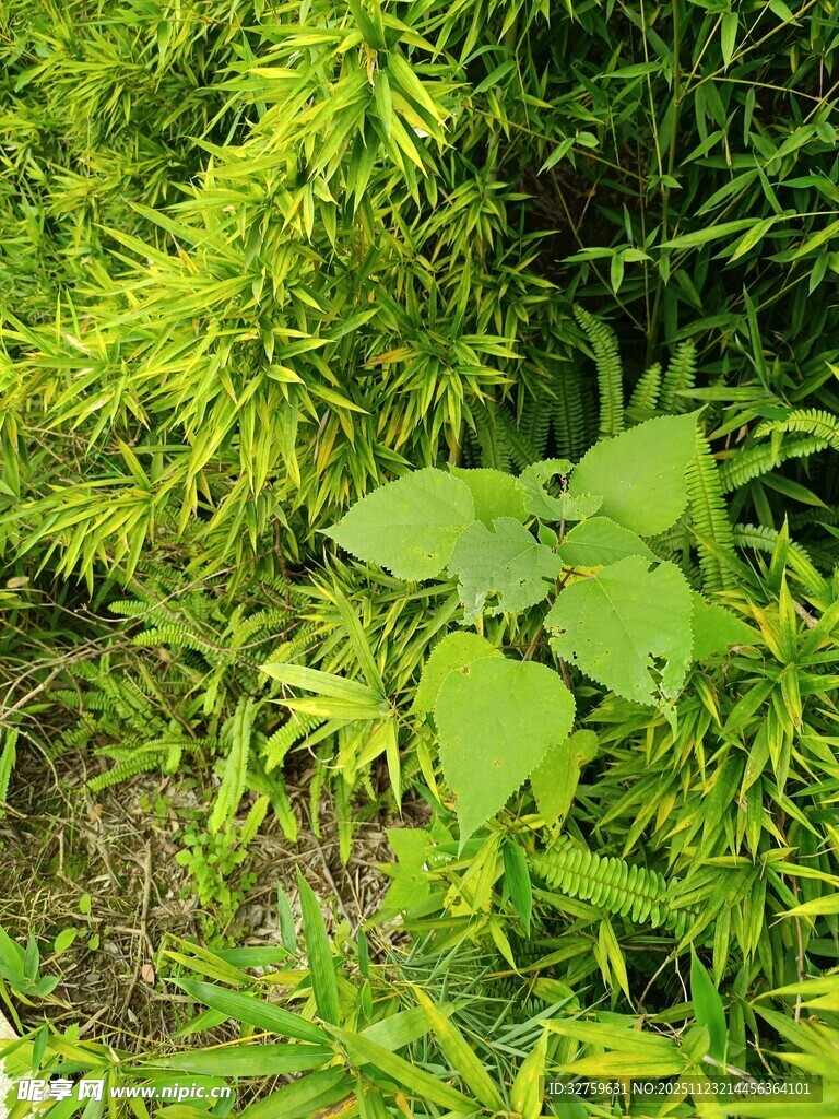 翠绿繁茂的野生植物景观