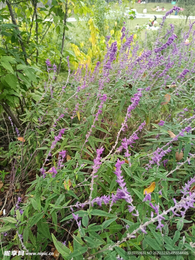 野外紫色花草丛景观