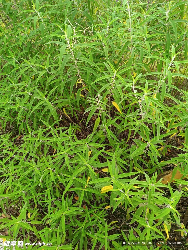 茂密绿色植物景观