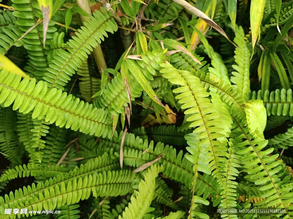 翠绿蕨类植物特写