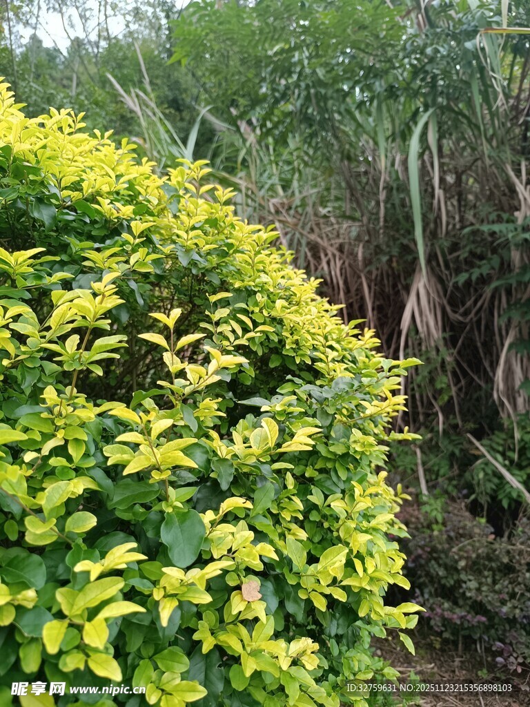 金黄灌木绿植景观