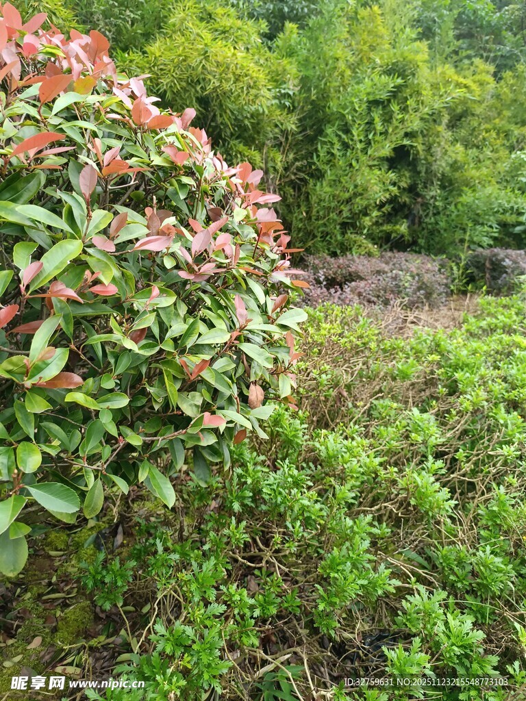 绿叶红花的自然植物景观