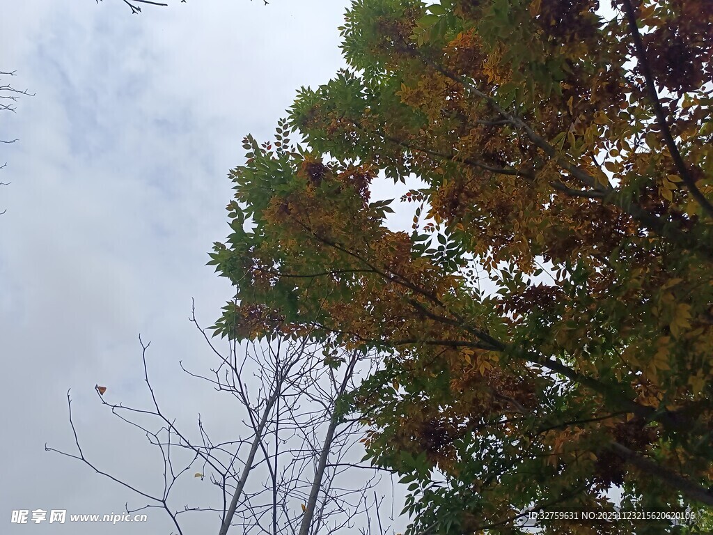 秋日树梢与天空景致