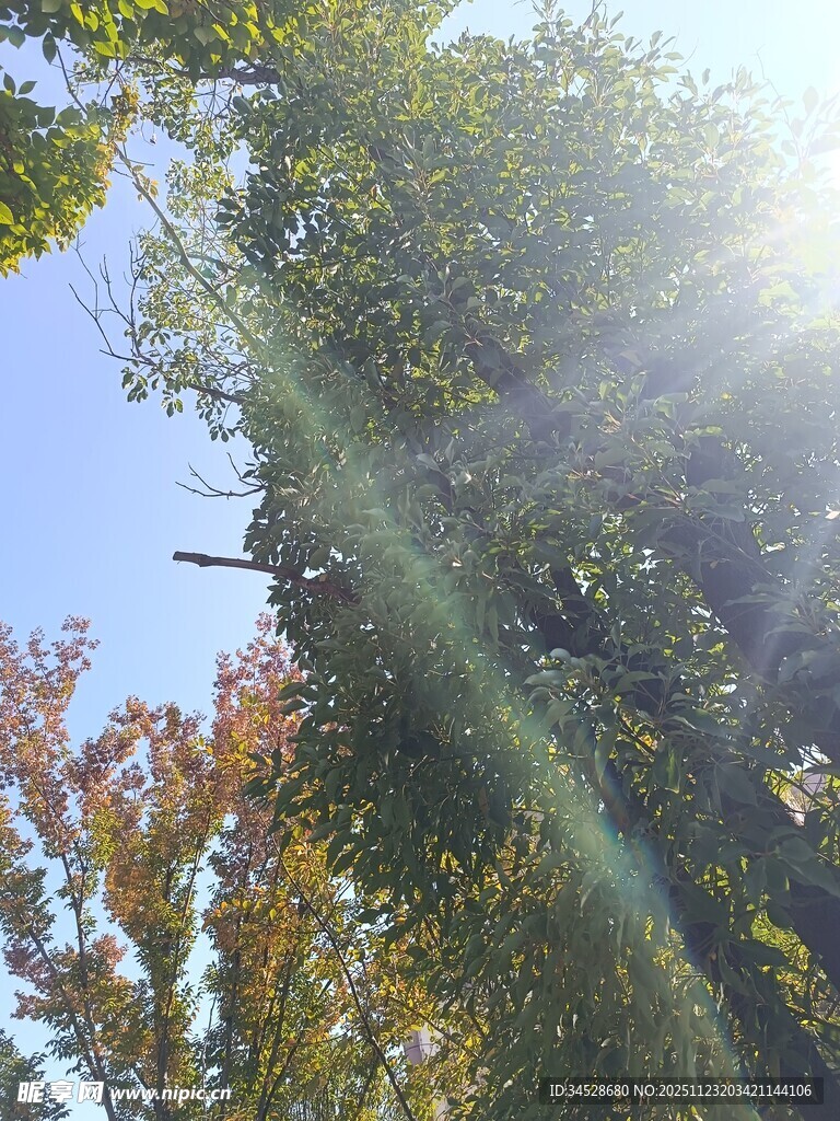 阳光洒落林间树木美景