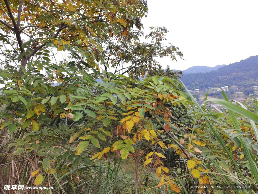 秋日山林间的繁茂植物