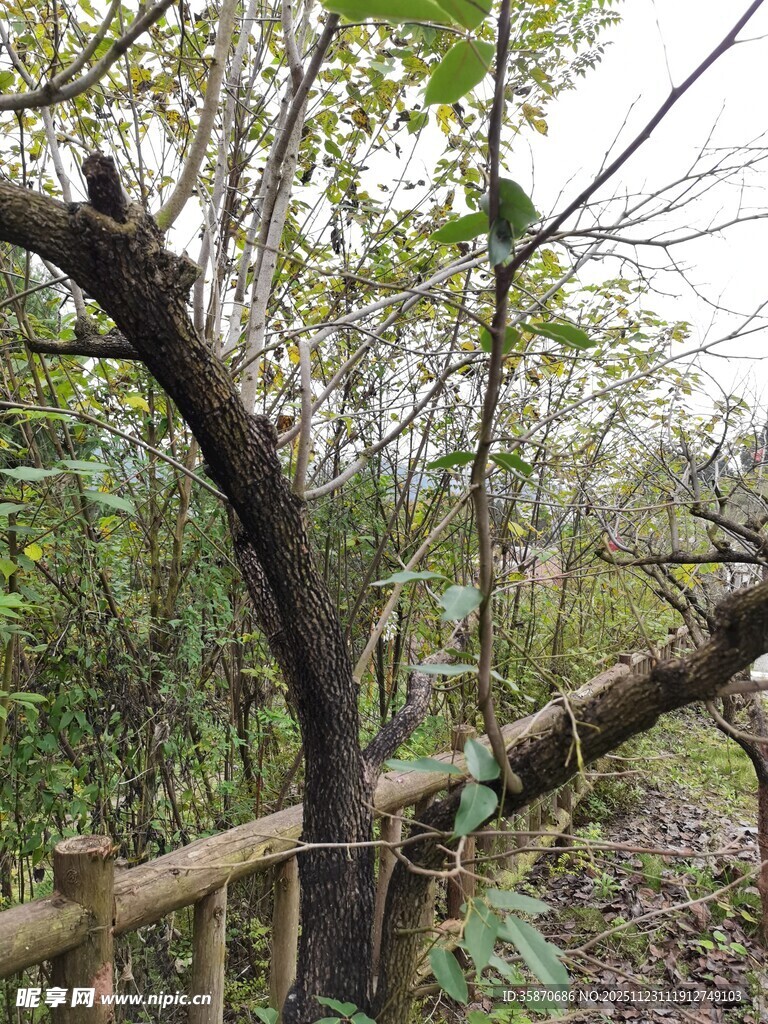 围栏旁弯曲的树木景观