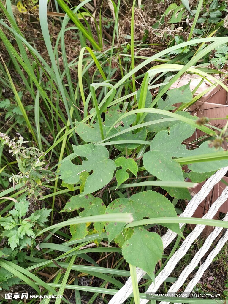 绿叶丛生的自然景象