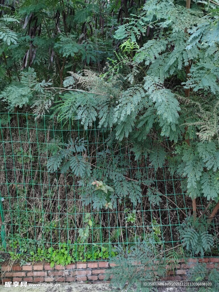 绿叶繁茂的植物墙