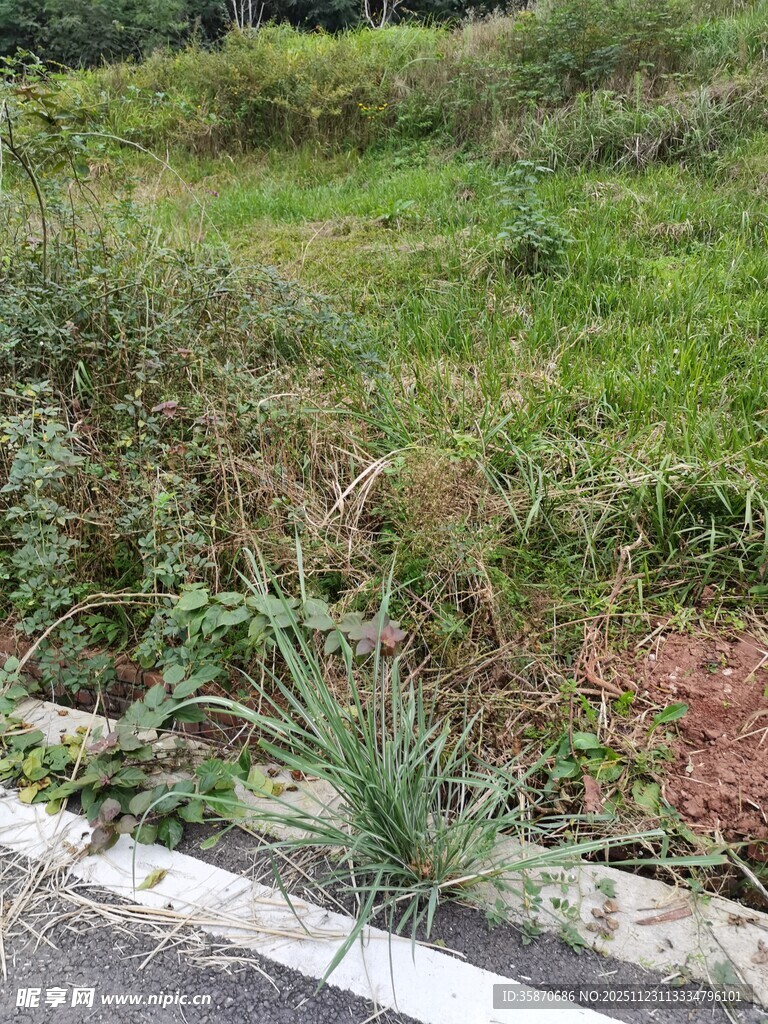 路边繁茂的草地与绿植