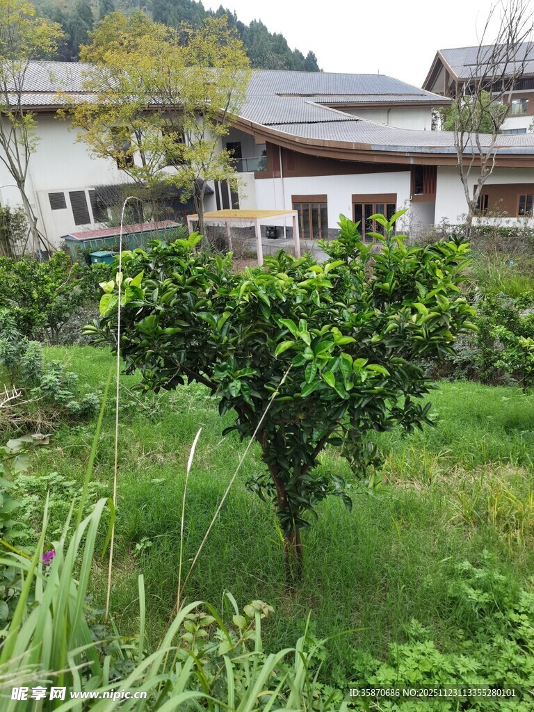 乡村小院中的翠绿果树