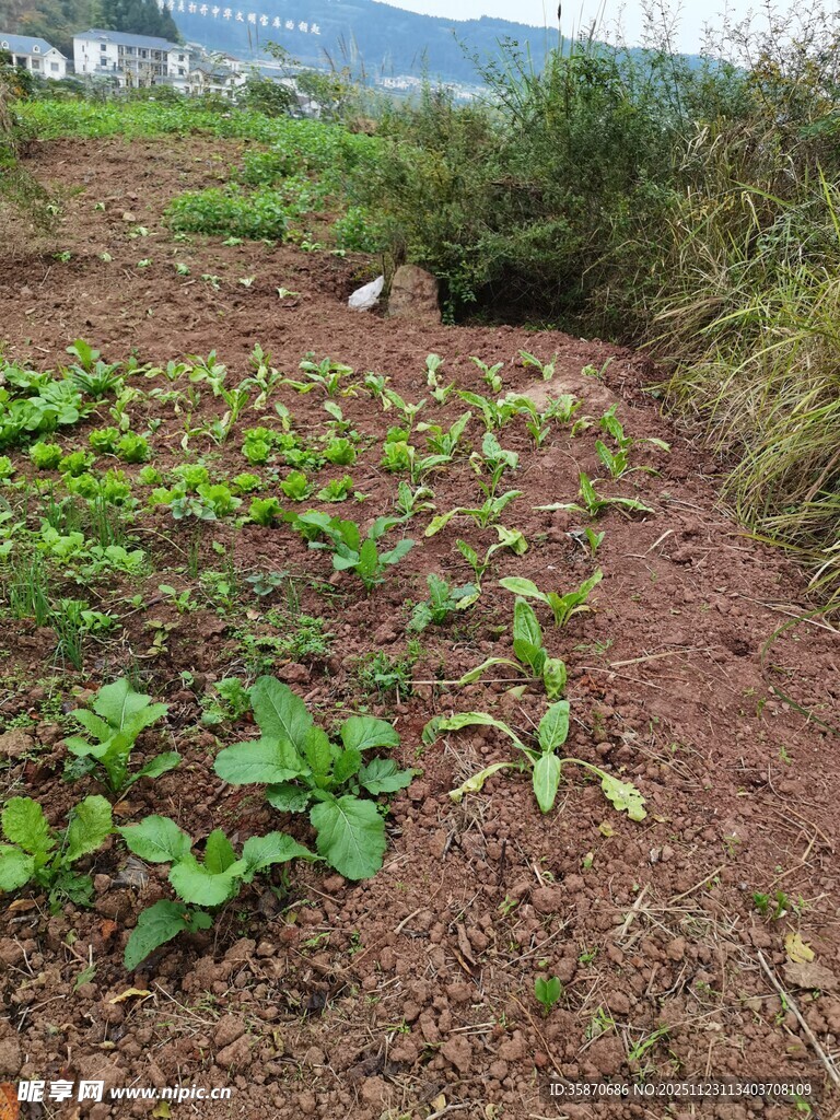 田园菜地绿意盎然