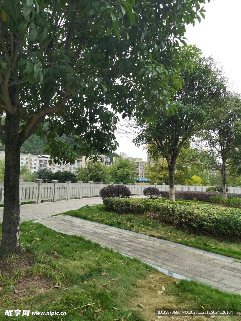 宁静校园林荫小道景观