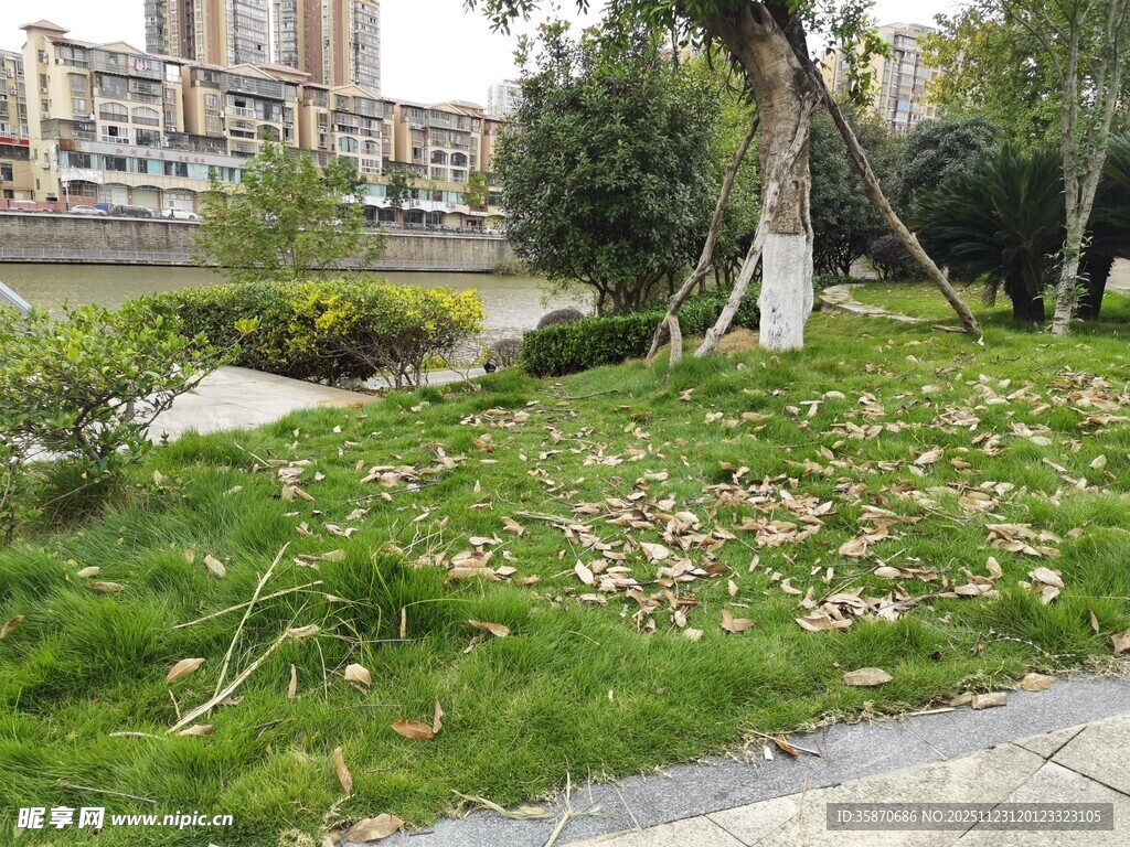 城市街边绿意盎然的草地