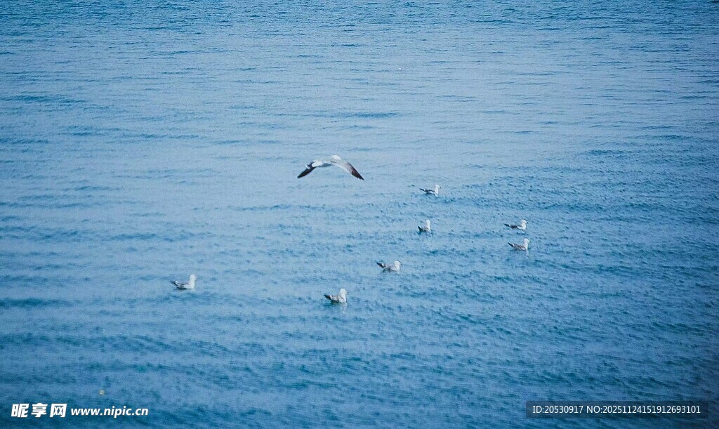 海面上飞翔的一群海鸥