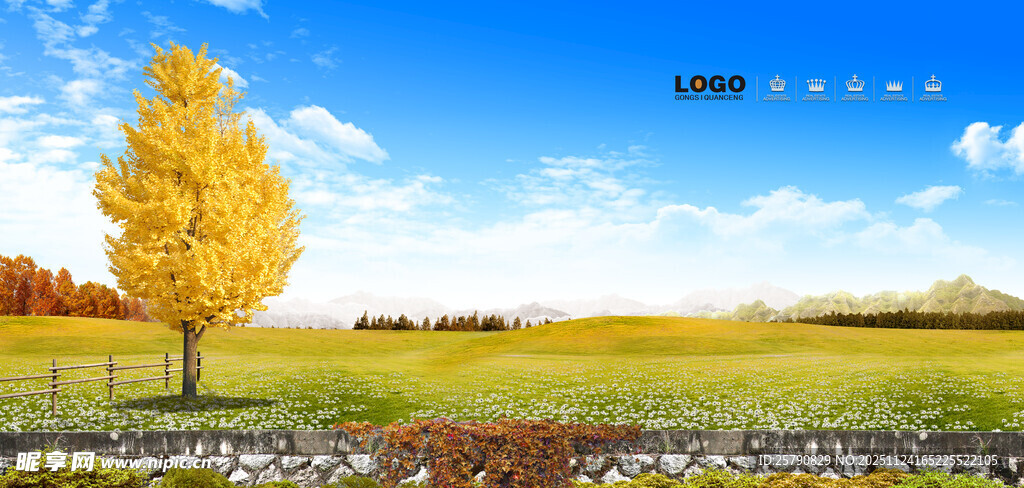 秋日田野中的金黄树木