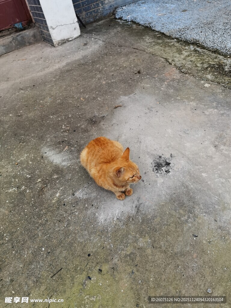 橘猫在地面玩耍