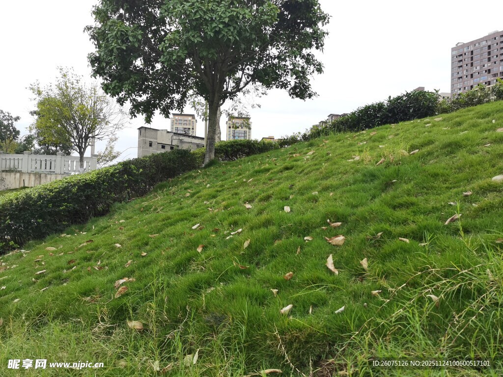 绿意盎然的斜坡草地景观