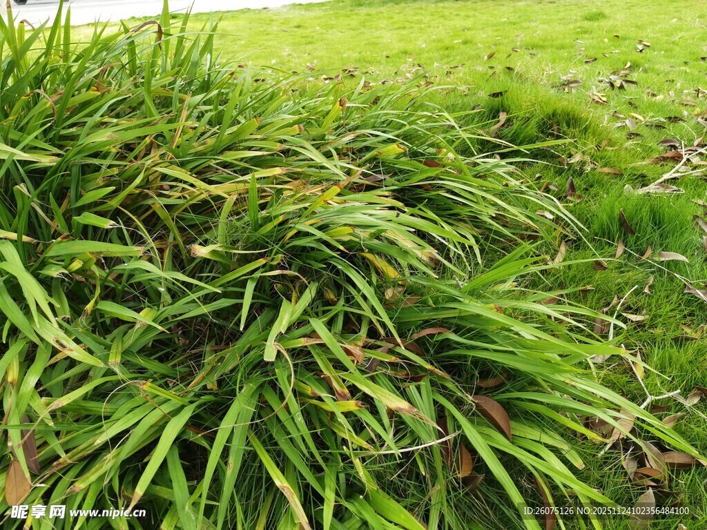 翠绿草丛生机盎然