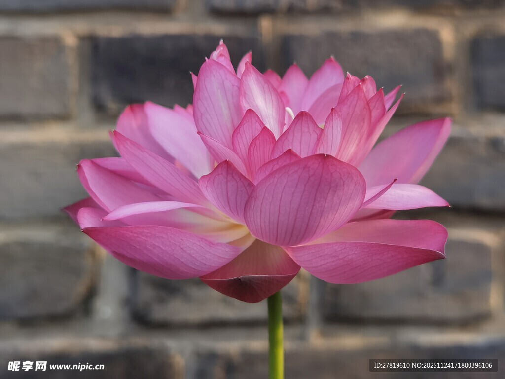 娇艳绽放的粉色荷花