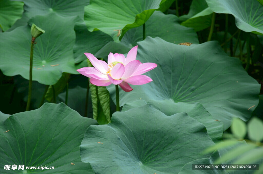 娇艳荷花绽放于绿叶间
