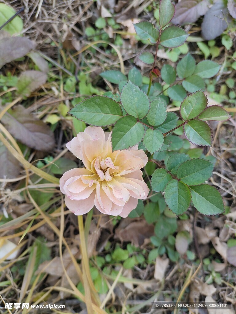 地上绽放的单朵浅粉花朵
