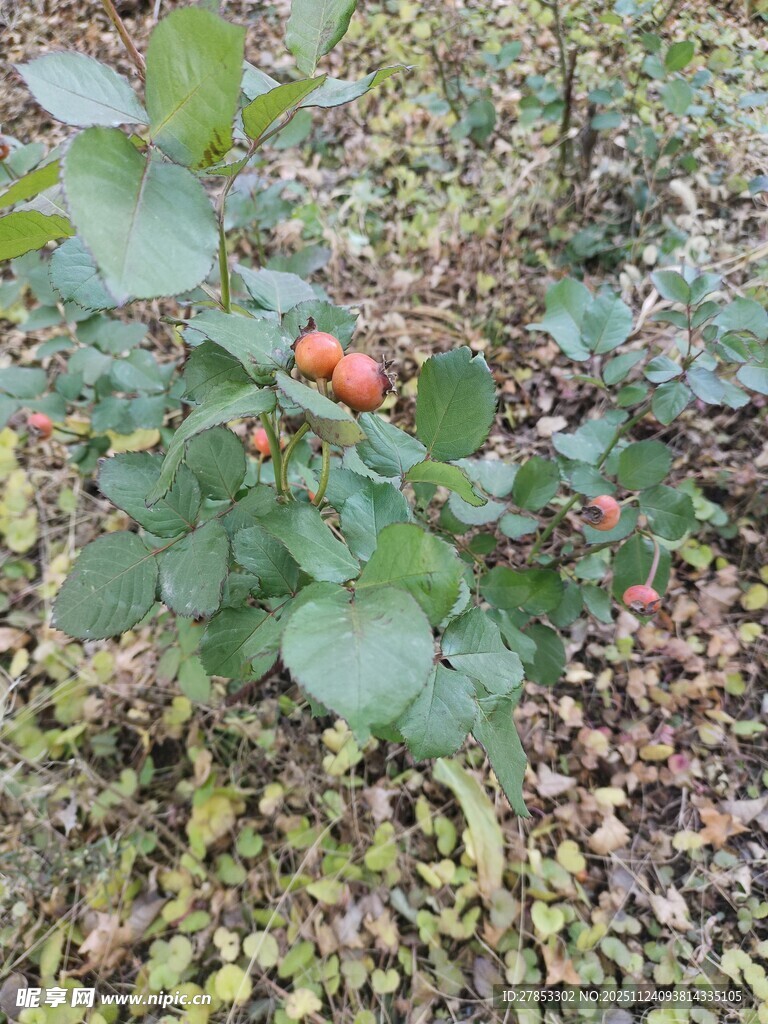 枝头红果绿叶相伴